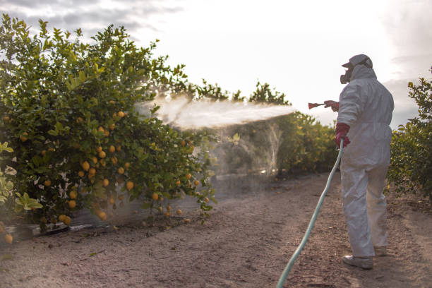 Best Flea Control Services  in Garland, TX