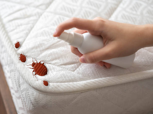 Best Local Pest Control Services  in Garland, TX