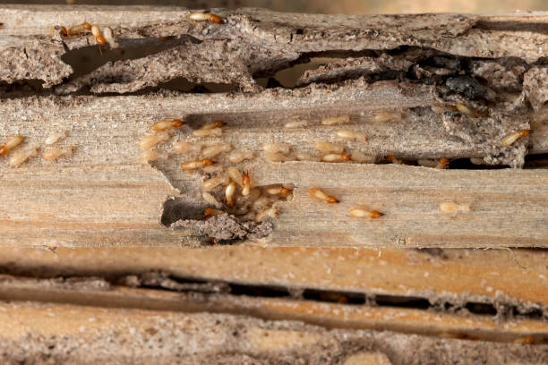 Best Cockroach Control Services  in Garland, TX